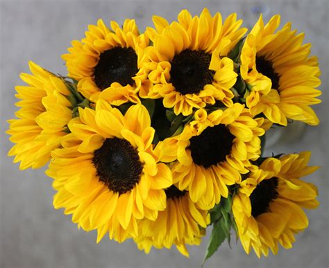are sunflowers cheap